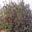 albahaca morada ocimum sanctum